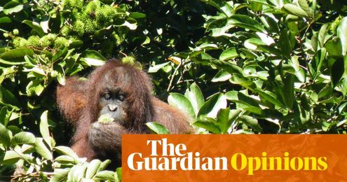 To save the rainforest, we need to work with the palm oil industry
