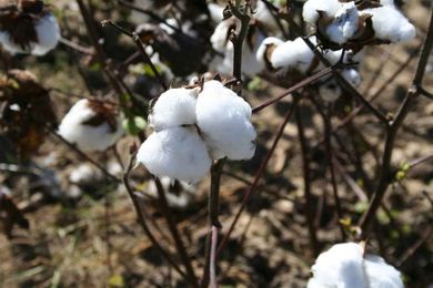 Will the TPP-11 Agreement Impact Cotton Trade?