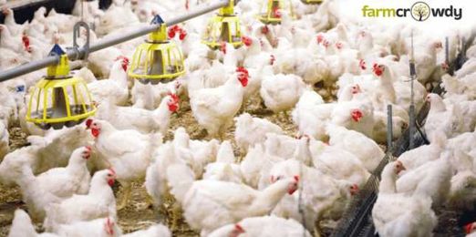 7 Things You Should Know Before Starting a Poultry Farm