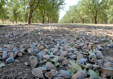 Almond farm of the future envisioned as doing more with less