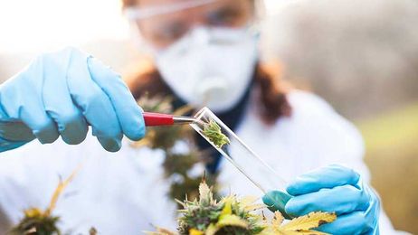 Can Medical Marijuana Help Your Practice Thrive?