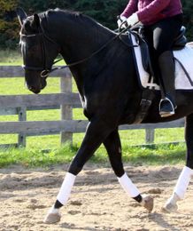 What To Do When Your Horse Pulls