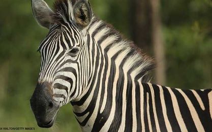 Make like a zebra to avoid insect bites, scientists say