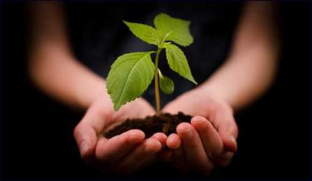 Video: Tu B'Shvat: Trees or Fruits?