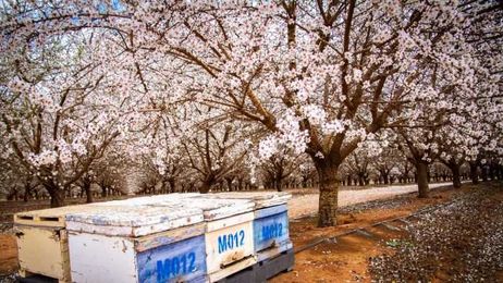 More bees needed for rapidly growing almond industry