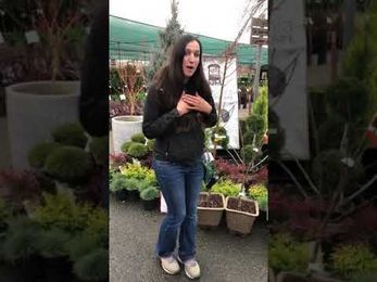 Choosing a Fruit Tree 101