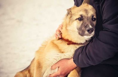 Healing Touch: Fear Free Techniques Help Pets Belonging to Homeless People