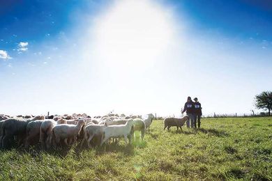 Why Jamison Farm Is a “A Napa Valley for Sheep”