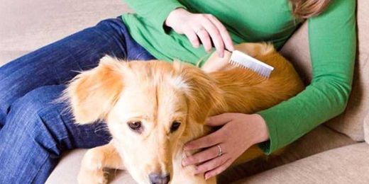 Good Clean Fun: 5 Tips for Grooming your Puppy