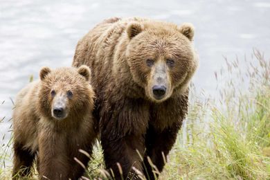 For Brown Bears and Salmon, It’s Not Just About Numbers