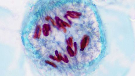 Gene-swapping in human sperm and eggs can increase genetic mutations in children