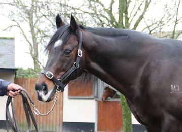  » A Small-Fee Sire With Big Potential