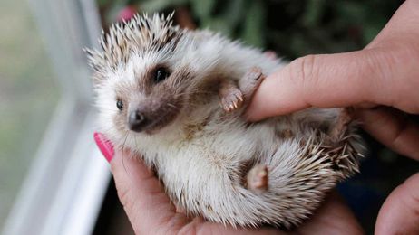 Cuddling with hedgehogs can make you sick: CDC
