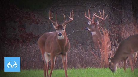 LOOK At Those Brow Tines!