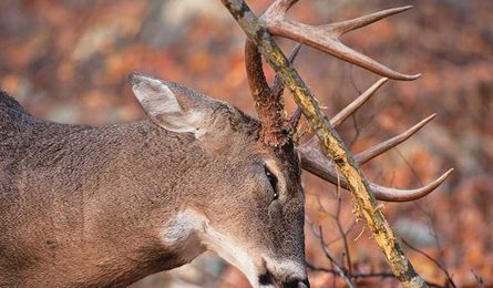 How to Scout and Hunt National Forest Land