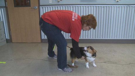 Trainer: Reward system is key to getting the message across in dog training