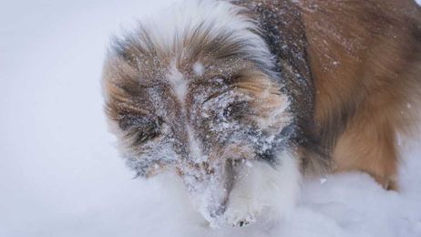 Tips to protect your pets from the bitter cold