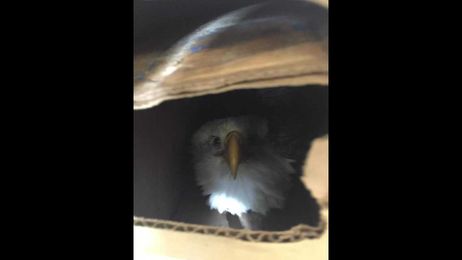 Lead-poisoned eagle getting better