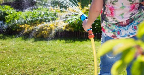 Rain water versus tap water: which is better for your plants?