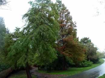 Types Of Cypress Trees: Tips For Growing Cypress Trees