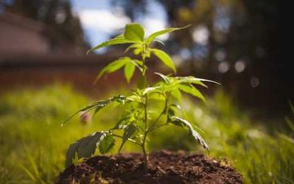 What Are Live Resin Cannabis Concentrates?