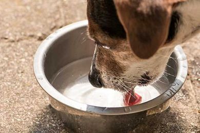 Dog Coughs After Drinking Water — What's Going On