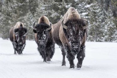 How Bison Could Hold the Key to Human Migration