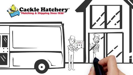 Start your own backyard flock with Cackle Hatchery