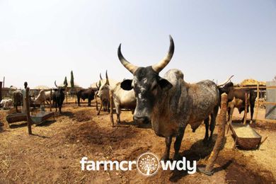 A Complete Checklist for starting a Cattle Business.