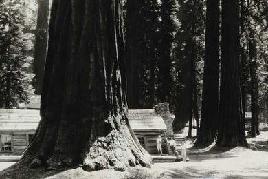 For Sale: Old Photos of Huge Trees