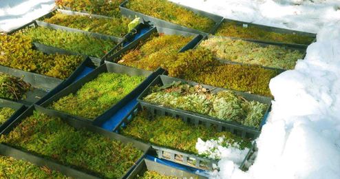 Five Reasons to Grow Moss Now