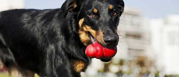 Kong Toys and the Benefits of Chewing for Dogs