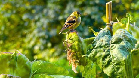 When managing birdfeeders, think bird health and safety