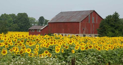 Why Are Barns Painted Red? Farmers' Almanac Trivia