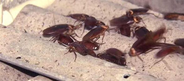 Chinese company uses American cockroaches to process waste