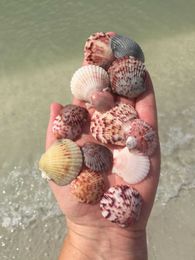 More Shell Crafting Ideas