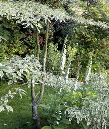 Choosing the right shrubs