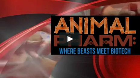 ANIMAL PHARM: Where Beasts Meet Biotech
