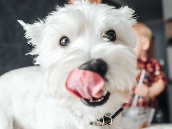 Human foods for dogs: Which foods are safe for dogs?