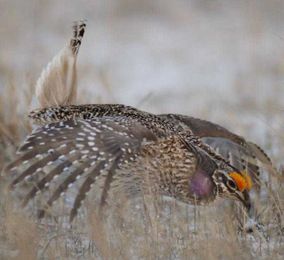 Why the Natural Resources Management Act is so important