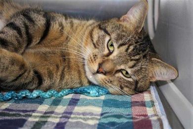 FOTAS: Save lives, prevent suffering by fixing pets