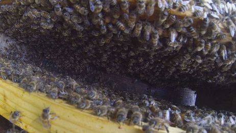 The Benefits Of Beekeeping