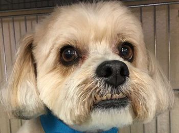 Bargain Hunter: Alta Pet Center will make your pet’s smile sparkle for free