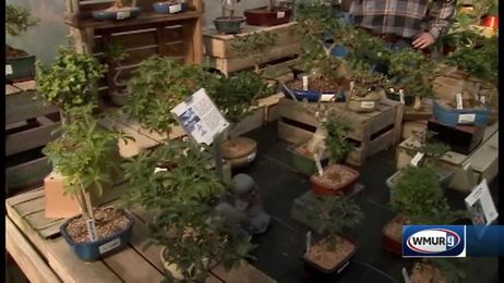 Grow it Green: Bonsai