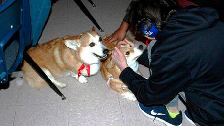 Teacher brings furry friends to help comfort students