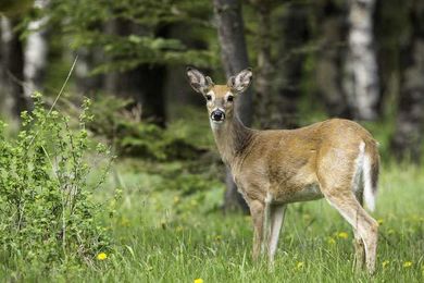 Colorado hunters advised to look out for chronic wasting disease