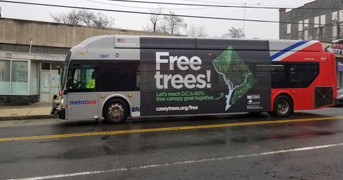 Coming Soon Near You: Casey Trees!