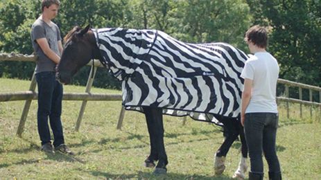Scientists find out why zebras have stripes
