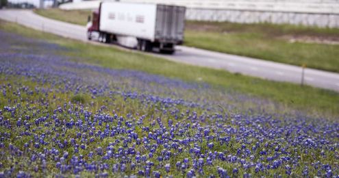 This is why blankets of bluebonnets thrive along Texas highways