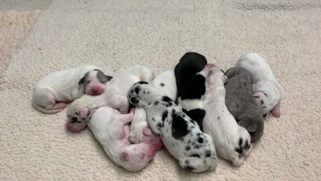 Great Dane puppies born 39 years after father's death